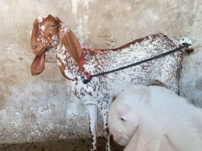 gabban bakri makhi cheeni bakri makhi chini bakri quality bakri