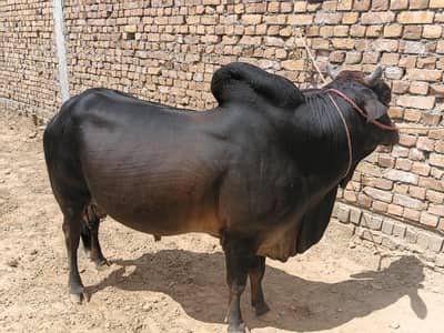 bulls