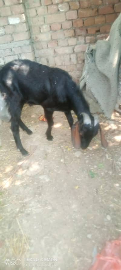 bakra for sale for qurbani