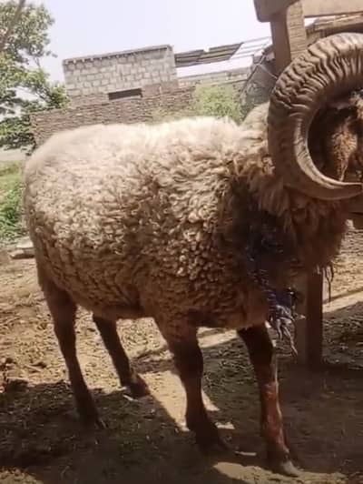 Raam sheep healthy active Qurbani waly bhaio k liye bhtreen tohfa