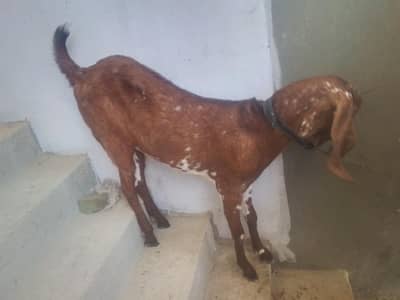 Goat makachini