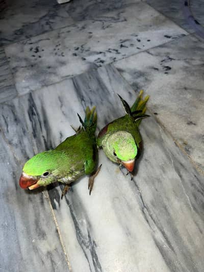 Raw parrots for sale