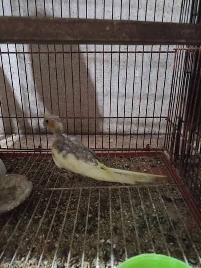 Cocktail bird for sale