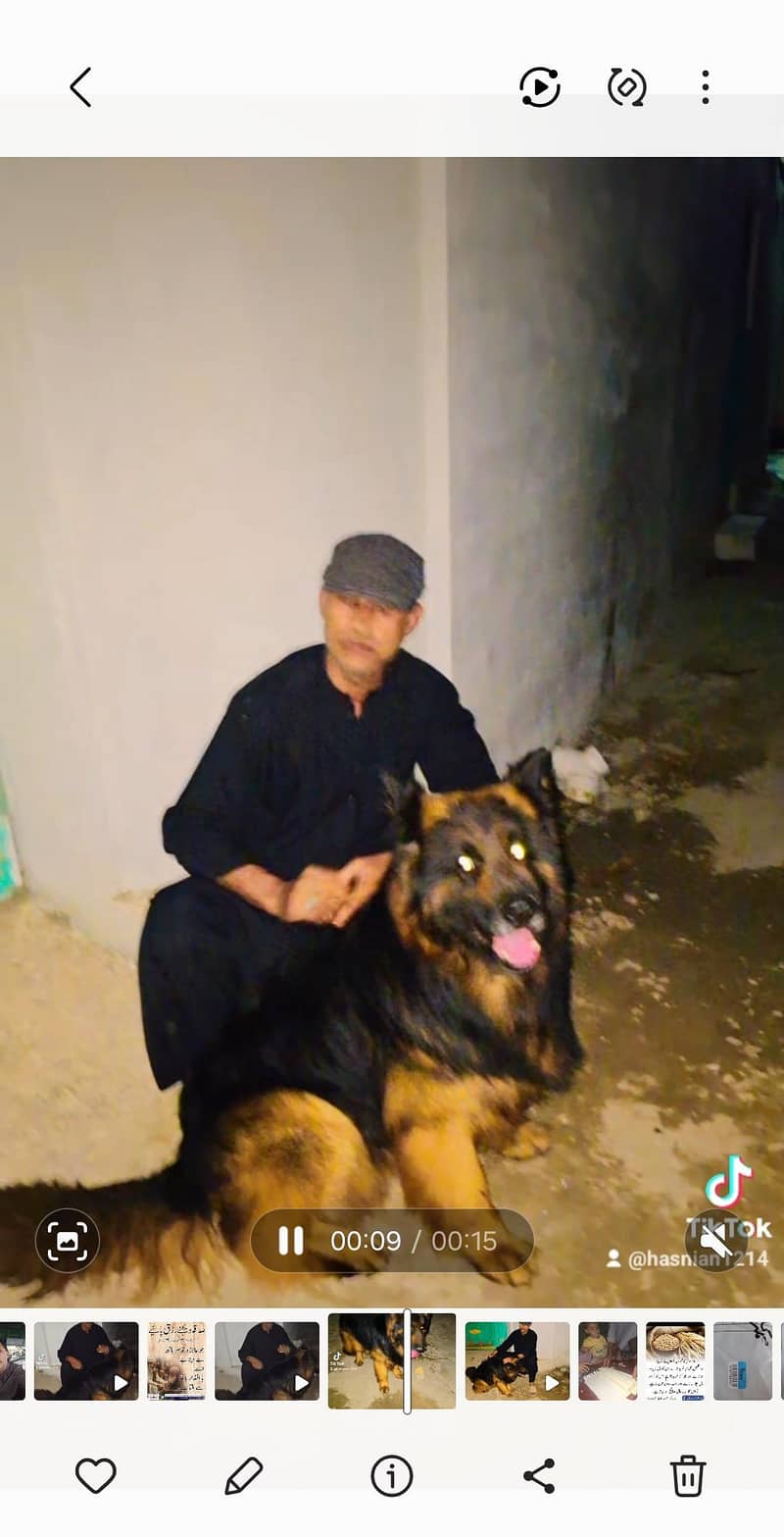 German shepherd 4