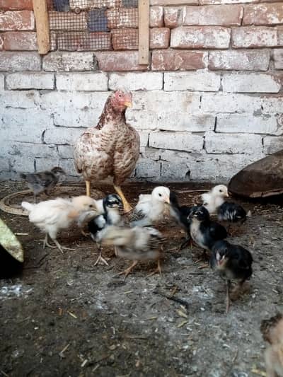 urgent sale