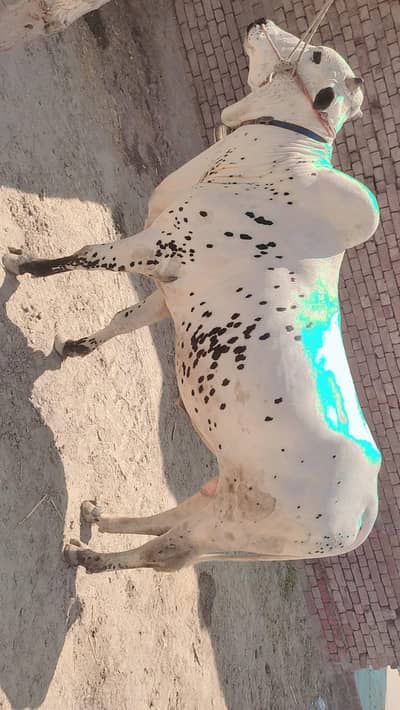 Fateh janghi white beauty bull /Wacha/wera/dand.  Eid gift