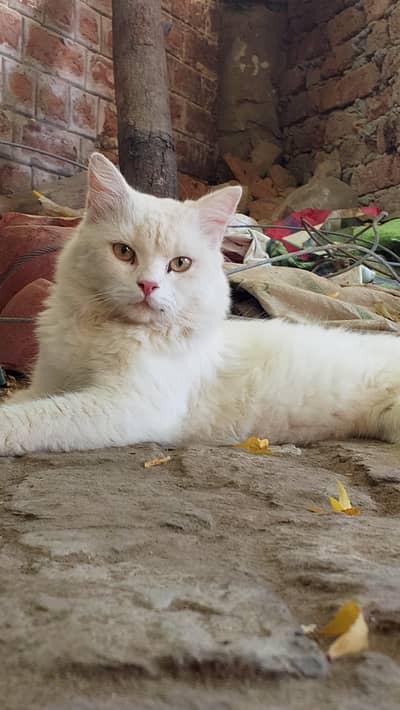 Persian cat