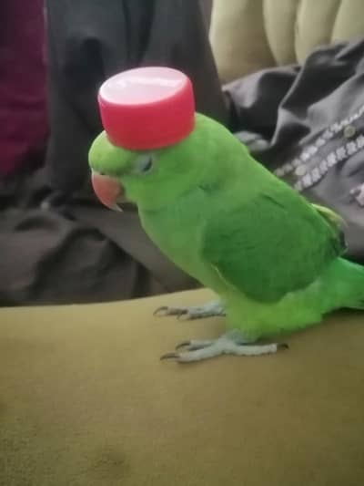 Green parrot
