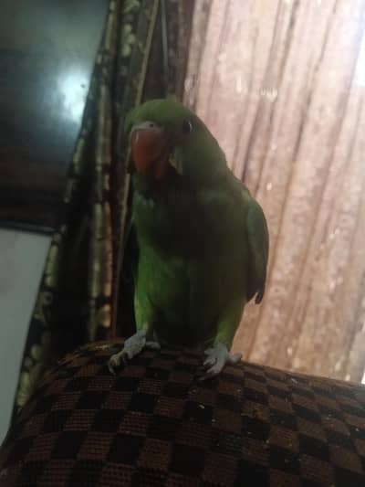 parrot