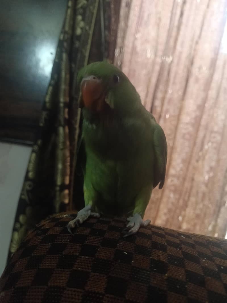 parrot 0