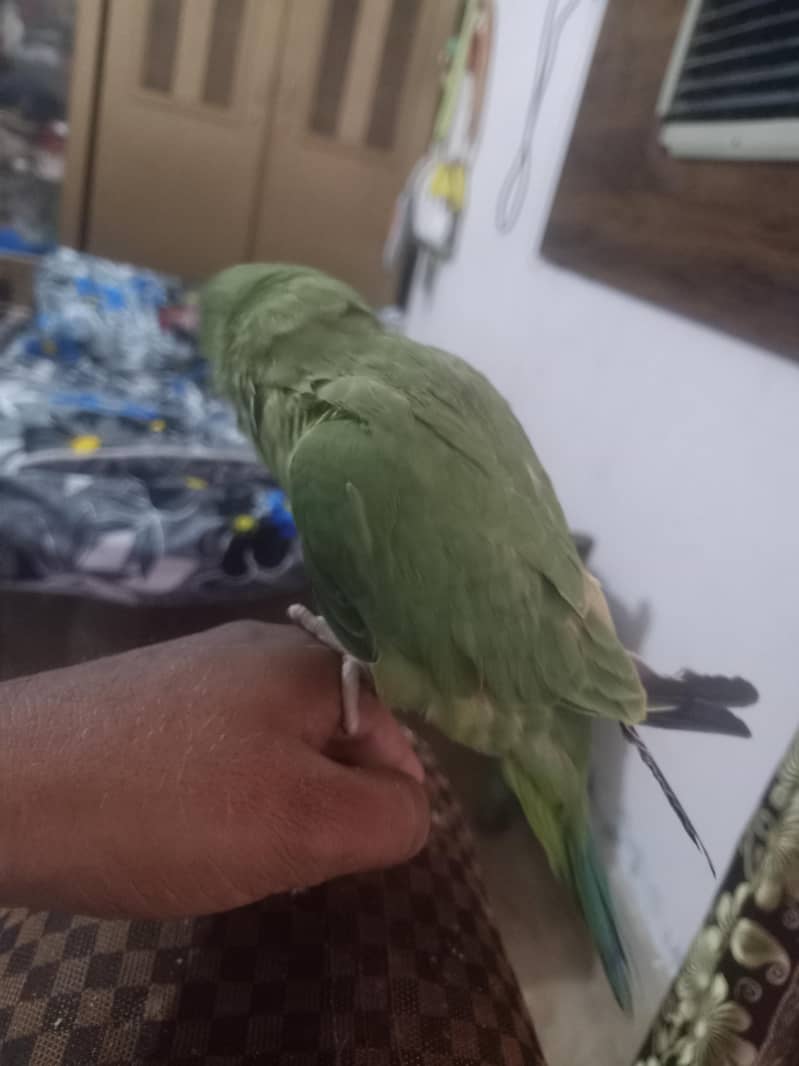 parrot 1