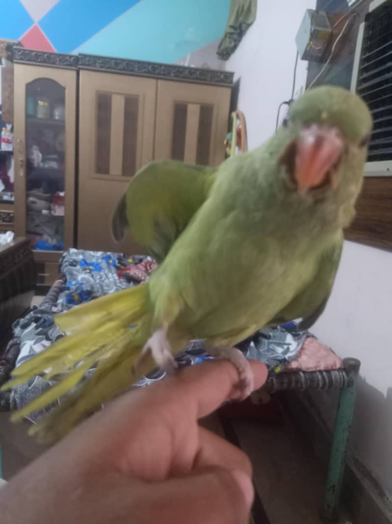 parrot 2