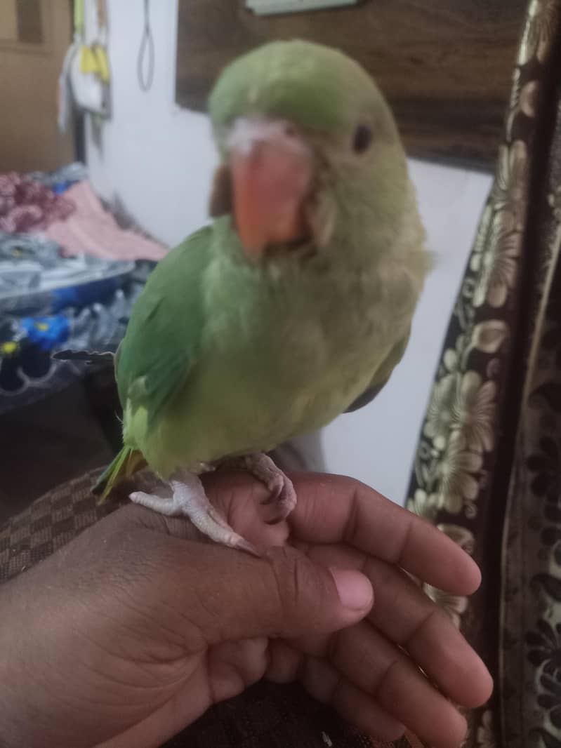 parrot 3