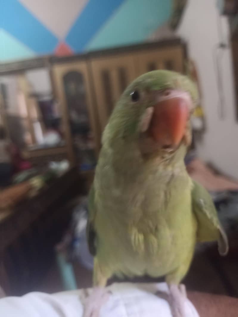 parrot 5