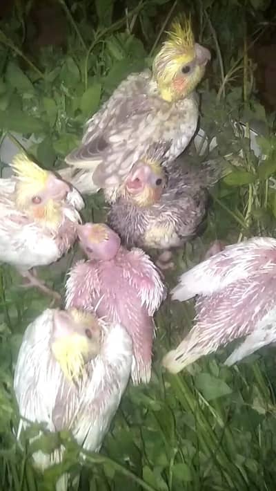 Cocktail baby for sale one piece price 1300