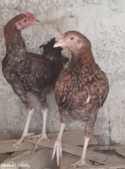 dasi pair hai