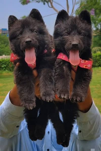 German Shepherd puppy | German Shepherd Long Coat puppies | Dog sale