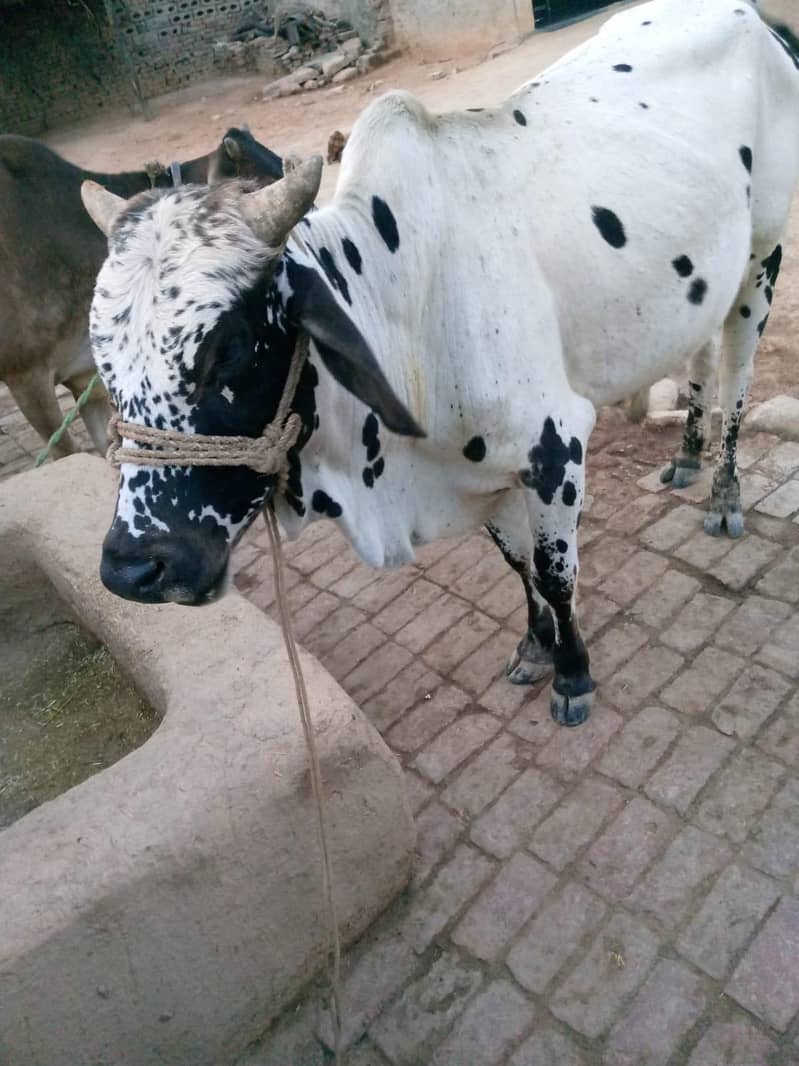 bachra 0