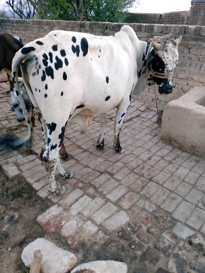 bachra 1