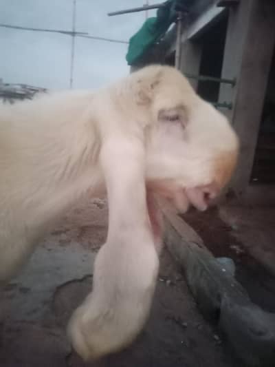Pure kajla fresh 2 dant sale he 03098287558