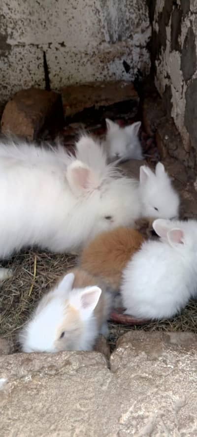 angora teddy bear rabbit