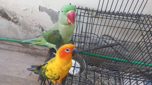 sunconure and Raw parrot  call  0322 4711468