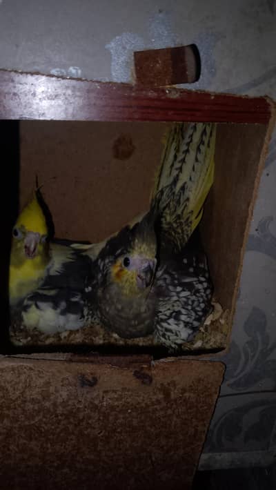 breeder cocktail pair