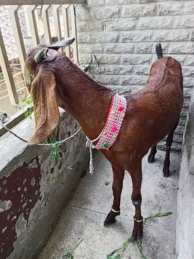Qurbani bakra| donda bakra |desi Goat | Qurbani 2026 |بکرا