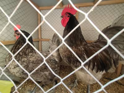 Blue Australorp Pair For Sale | Healthy Egg Laying Breeding Pair