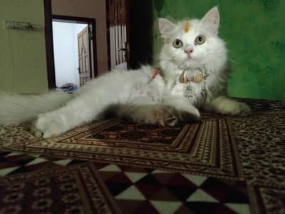 persian cat for sale