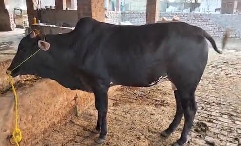 Bull / Bachra / Wacha / Desi bachre / Qurbani ka janwar / Qurbani 202