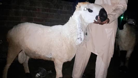 Kajla Chhatra, Mundra Chatra Desi Chhtra