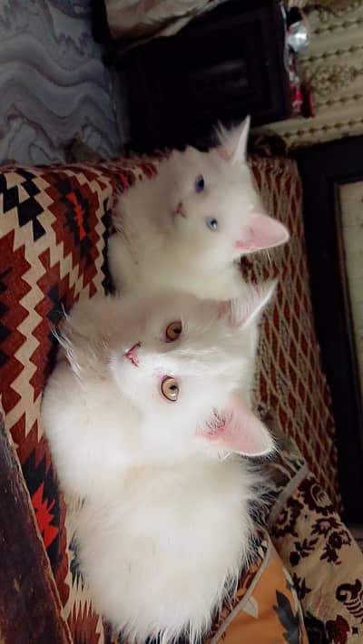 cats sale
