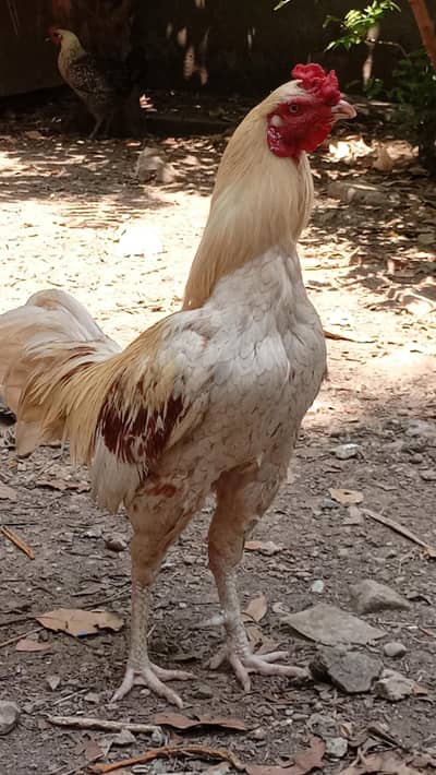 Healthy and Active aseel Desi Rooster for Sale – Home Raised