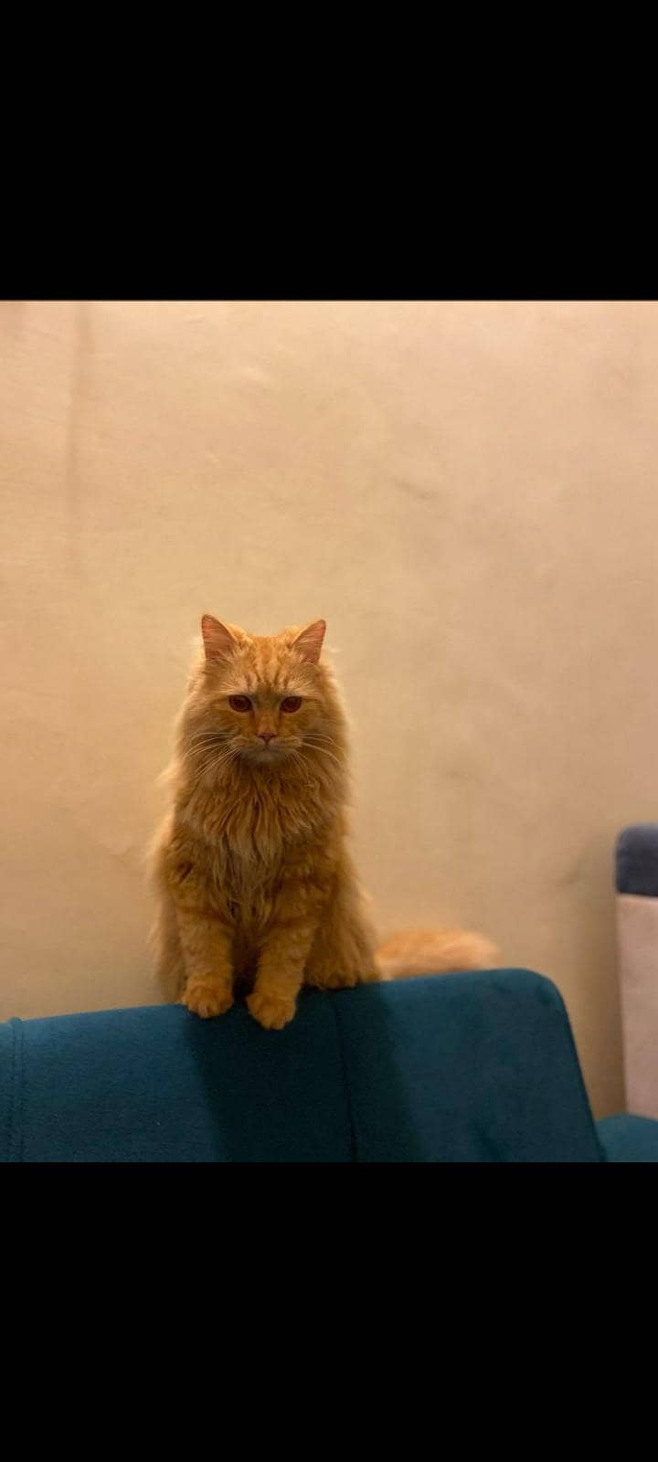 Persian cat 0