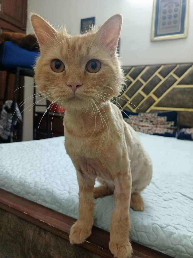 Persian cat 1