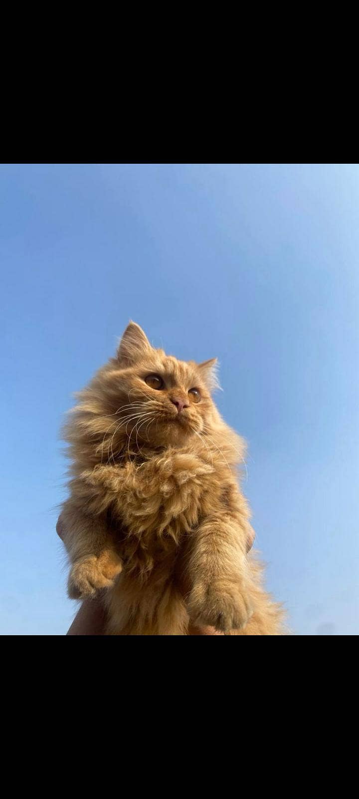 Persian cat 2