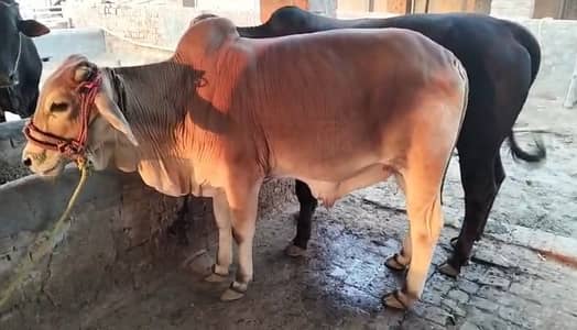 Qurbani 2026 | bachra | bull | sahiwal bachra | Cholistani bachra