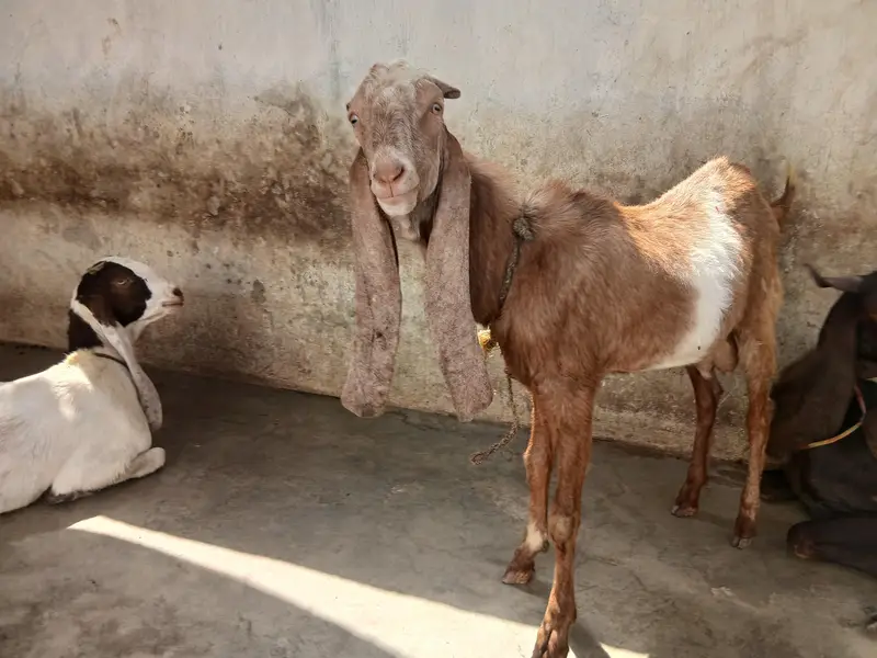 Bakra