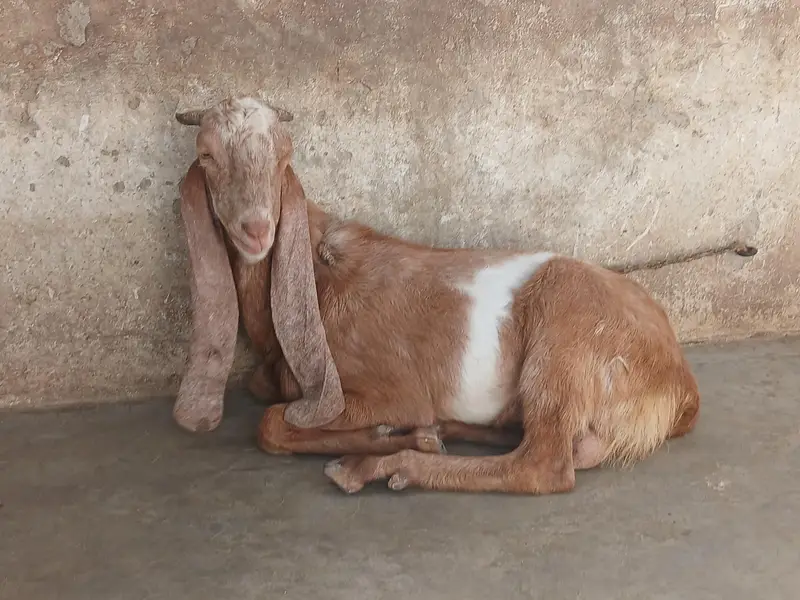 Bakra — photo 2