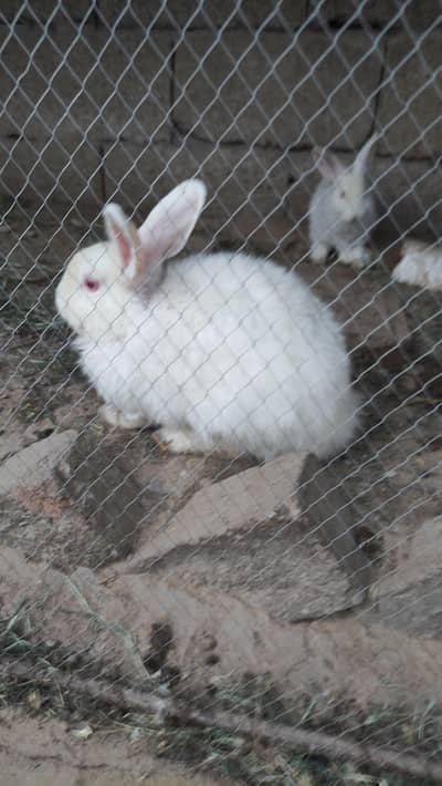 Angora Red Eyes Rabbit
