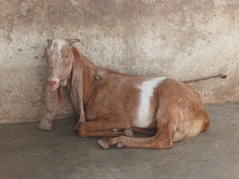 Bakra — photo 3