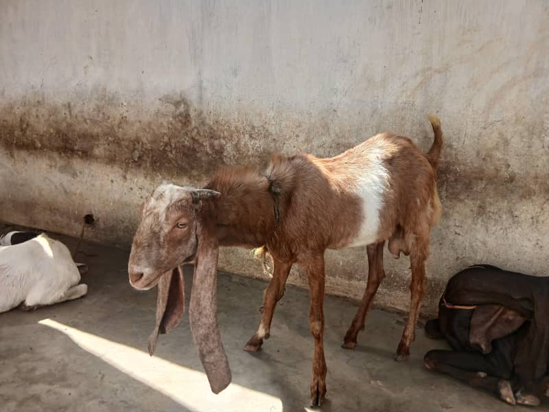 Bakra 3