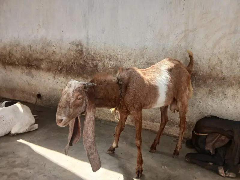 Bakra — photo 4
