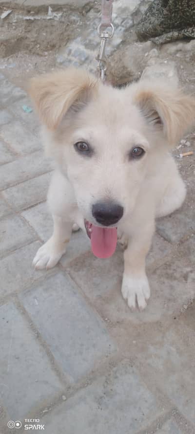 home puppy
