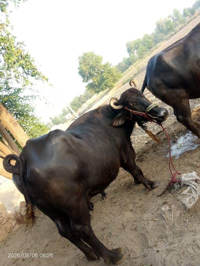 9 months pregnant Buffalo for selling immediately