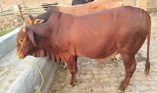 bachra | desi bahrae | wacha | donda bachra | Qurbani 2026 | bull