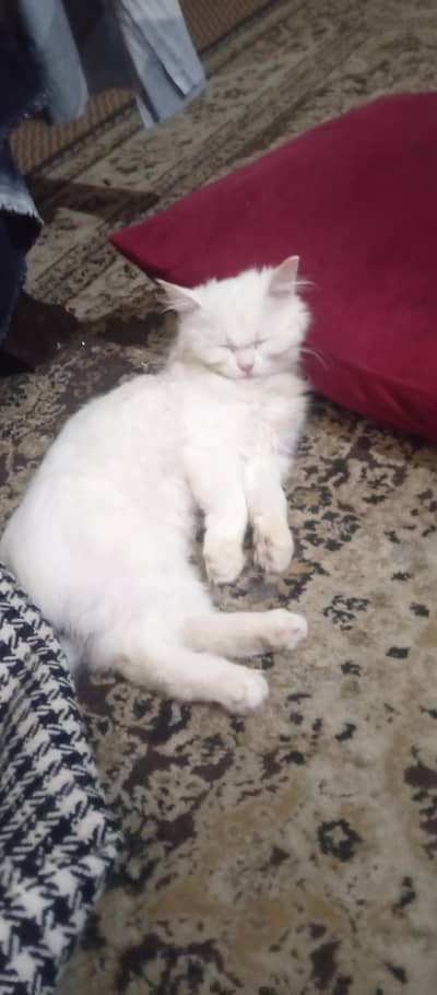 aik Persian cat urgent sell