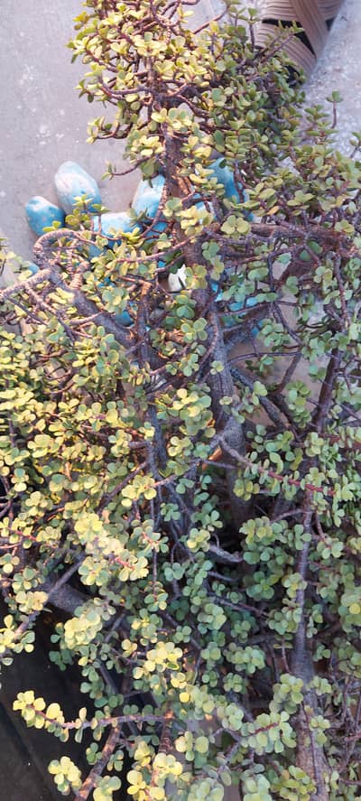 Jade in full bloom