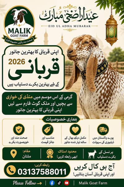 Bakra/Desi Goat/Breeder Bakra/Qurbani Goats/Qurbani Bakra/